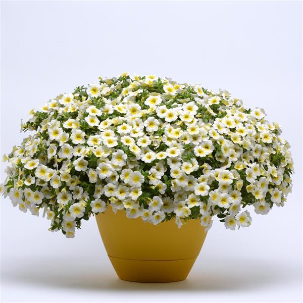 MiniFamous<sup>®</sup> Neo White+Yellow Eye Container