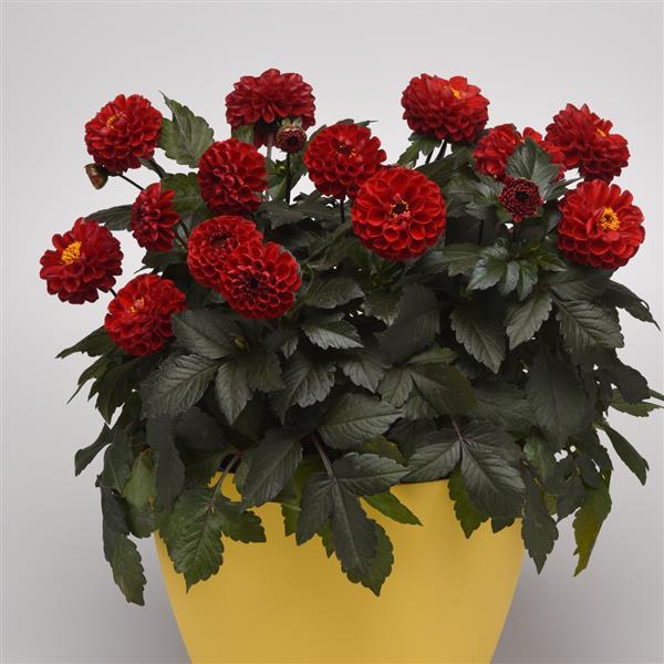 City Lights™ Red Container
