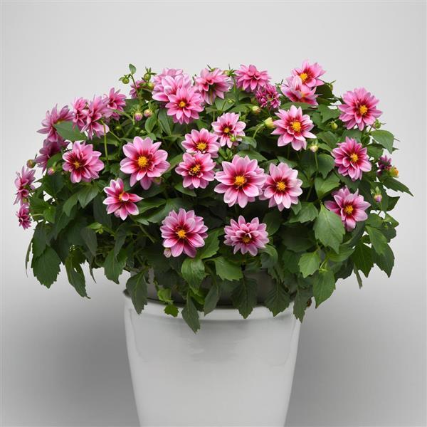 Dalaya<sup>®</sup> Pink+Rose Eye Container