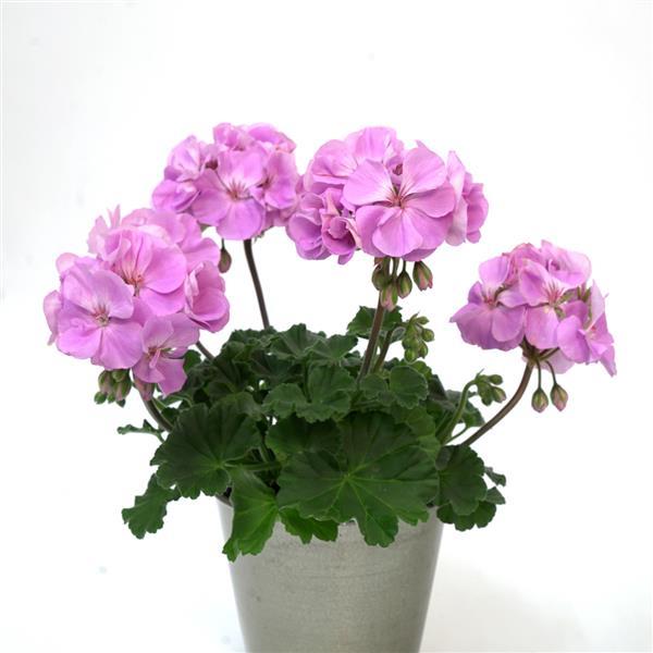 Moonlight™ Lavender 26 Container