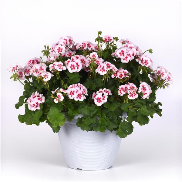 Sunrise™ White+Zest Container