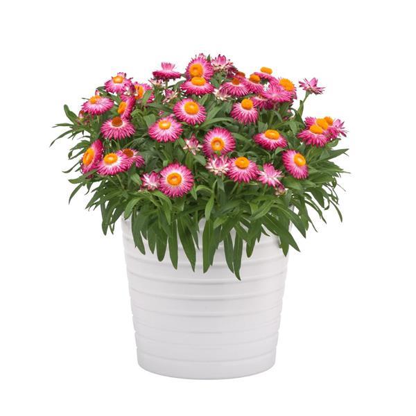 Mohave™ Pink Container