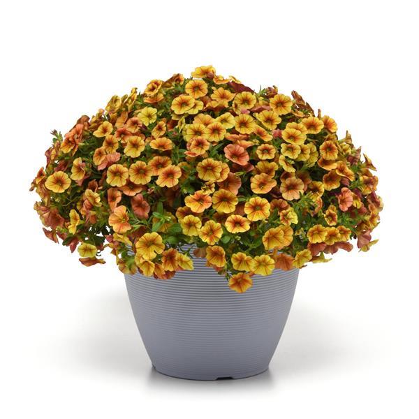 MiniFamous<sup>®</sup> Uno Orange+Red Vein Container