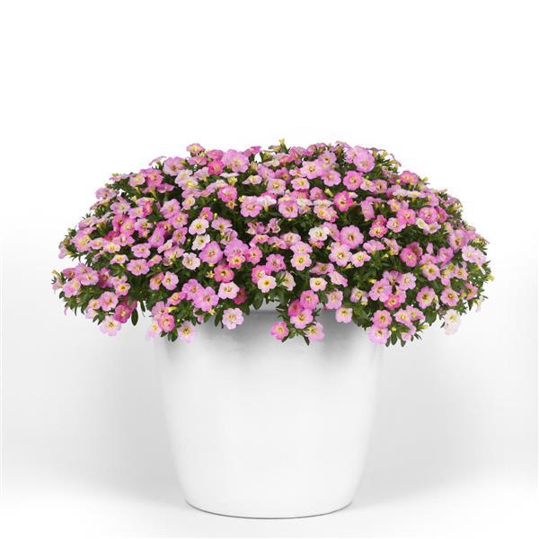 MiniFamous<sup>®</sup> Uno Pink Radiance Container
