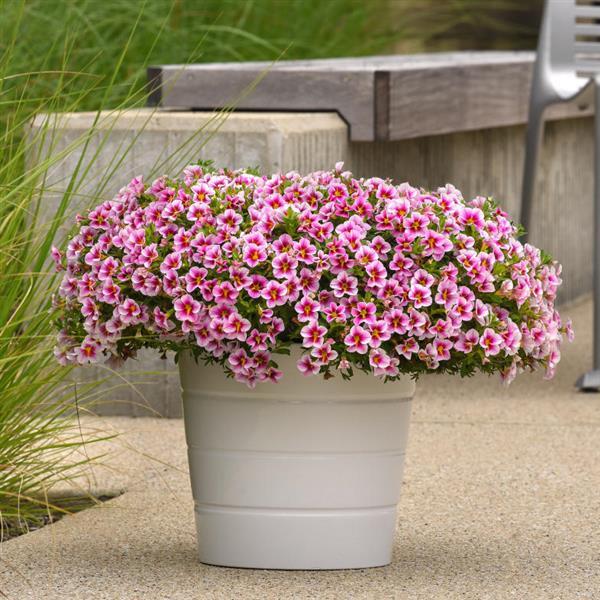 MiniFamous<sup>®</sup> Uno Pink Starfruit Container