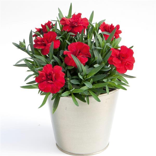 Oscar<sup>®</sup> Cherry Container