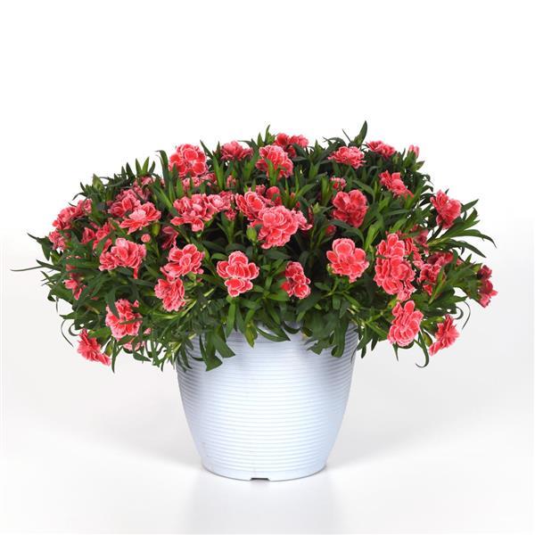Oscar<sup>®</sup> Peach Edge Container