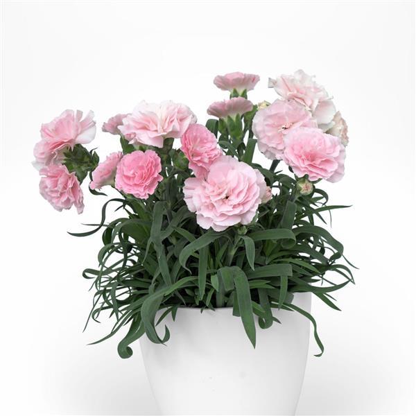 SuperTrouper™ Appleblossom Container