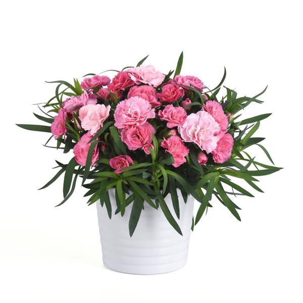 SuperTrouper™ Light Pink Container