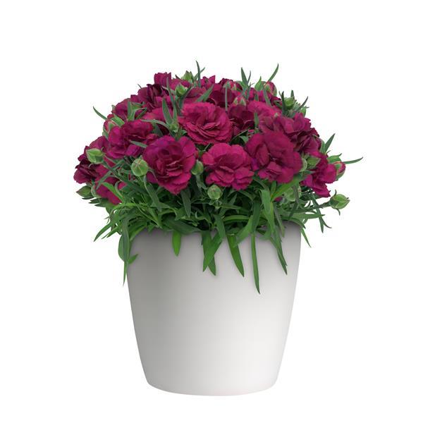 SuperTrouper™ Purple Container