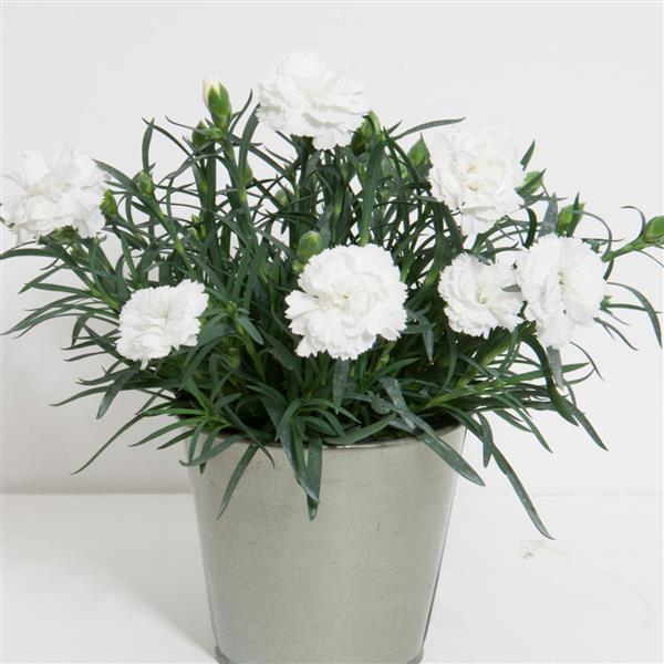 SuperTrouper™ White Container