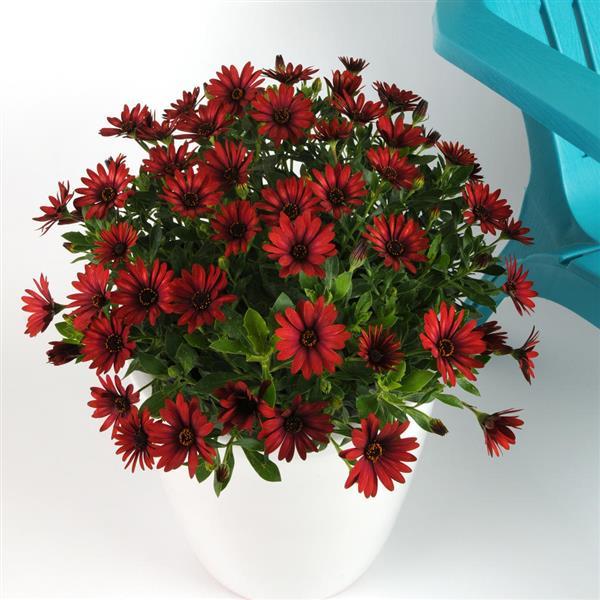 Zion™ Red Container