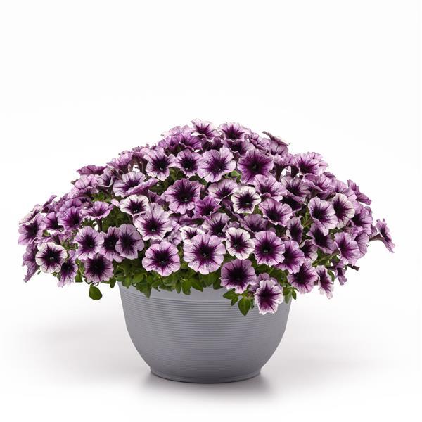 Headliner™ Blackberry Vein Container