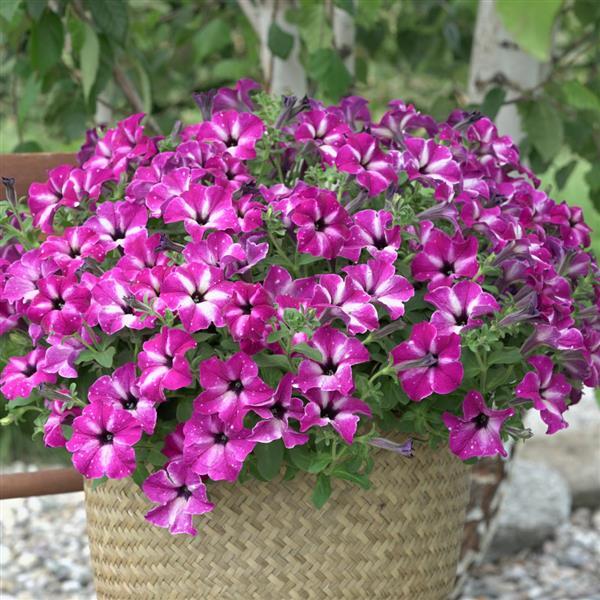 Headliner™ Enchanted Sky Container