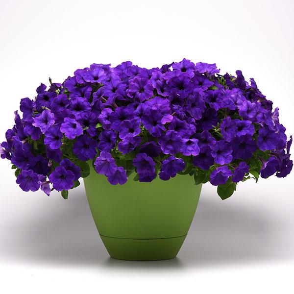 Main Stage™ Violet Container
