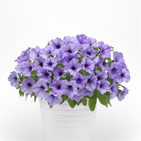 Main Stage™ Light Blue Vein Container