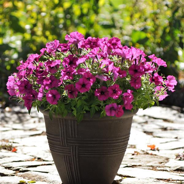 Starlet™ Burgundy Container