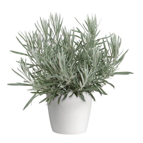 Silver Ribbon Container