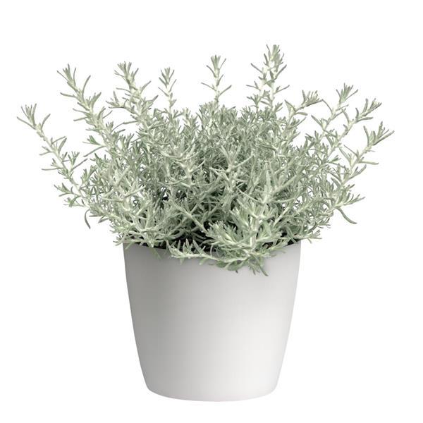 Silver Stitch Container