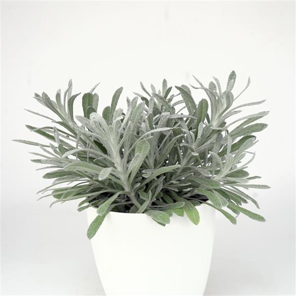 Silver Yarns Container