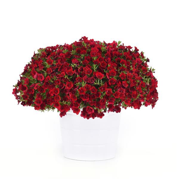 MiniFamous<sup>®</sup> Neo Double Red Container