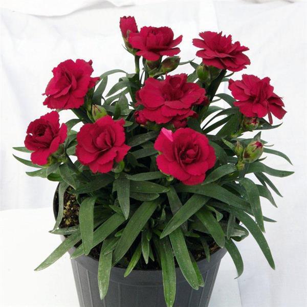 Oscar<sup>®</sup> Dark Red Container