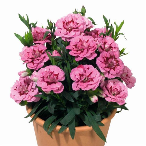 Oscar<sup>®</sup> Pink+Purple Container