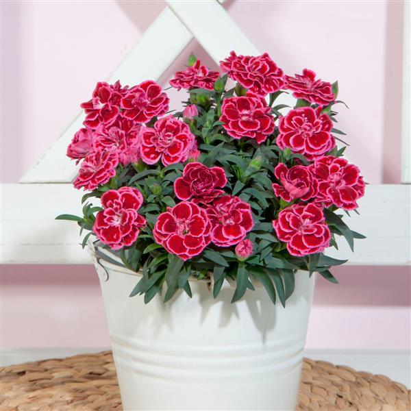 Oscar<sup>®</sup> Violet+Pink Container