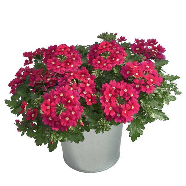 Beats™ Magenta Container
