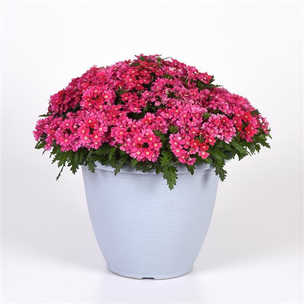 Beats™ Pink Shades Container