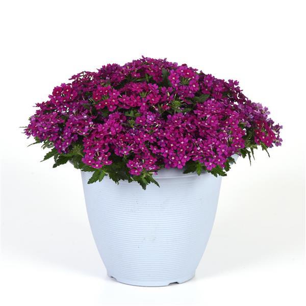 Beats™ Bright Purple Container