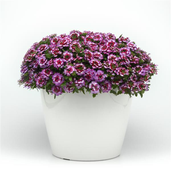 Beats™ Purple+White Container
