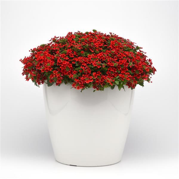 Beats™ Red Container