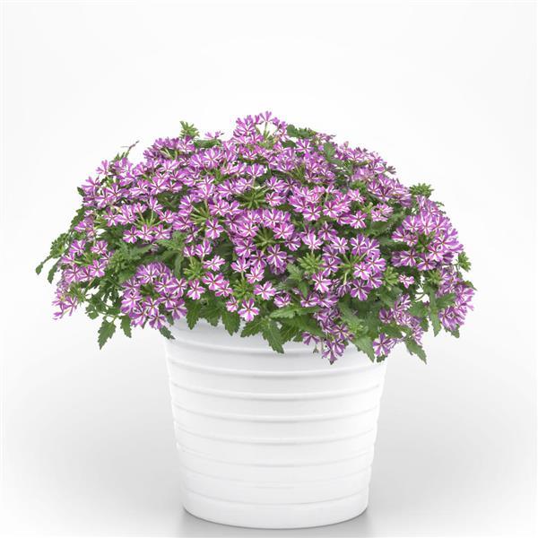 Beats™ Lavender Star Container
