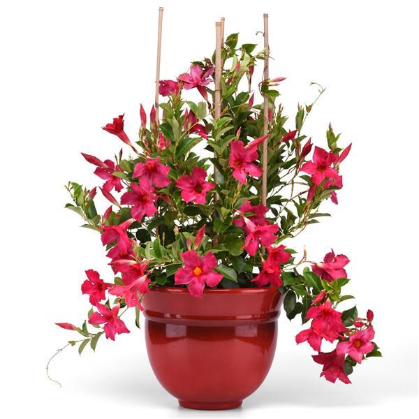 Divina MegaFlora Neon Pink Container