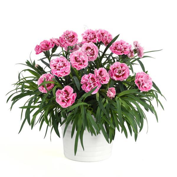Capitán™ Rose+Eye Container