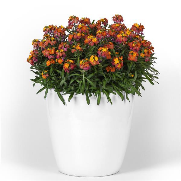 Brightside™ Orange Glow Container