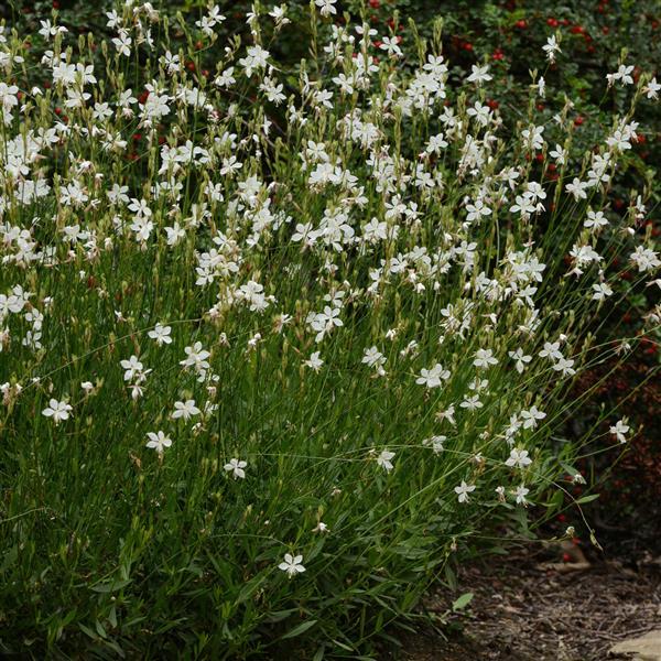 Belleza<sup>®</sup> White Garden