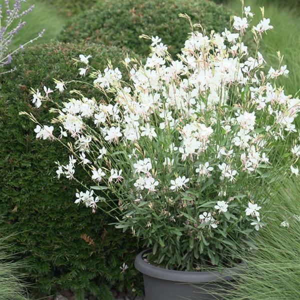 Belleza<sup>®</sup> Early White Container