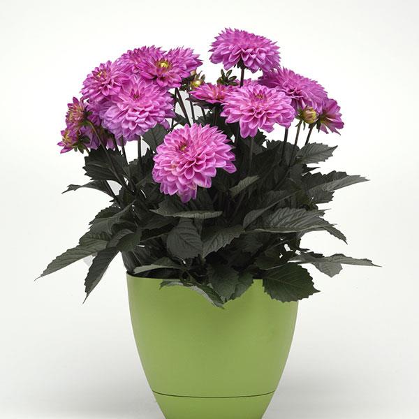 City Lights™ Lavender Pink Container