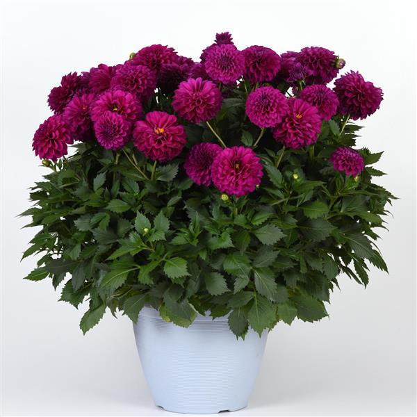 Venti™ Royal Purple Container