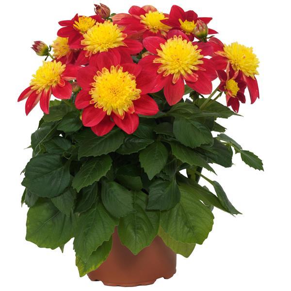 Venti™ FireBurst Container