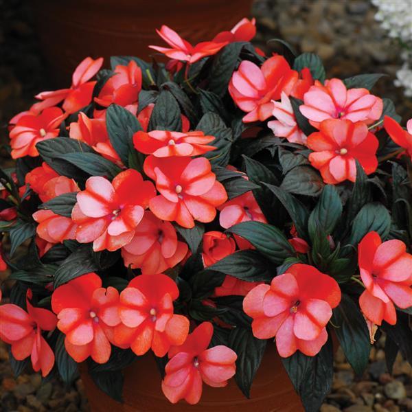 ColorPower™ Orange Flame Container