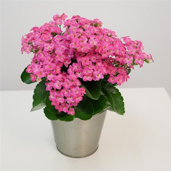 Mandala<sup>®</sup> Pink Container