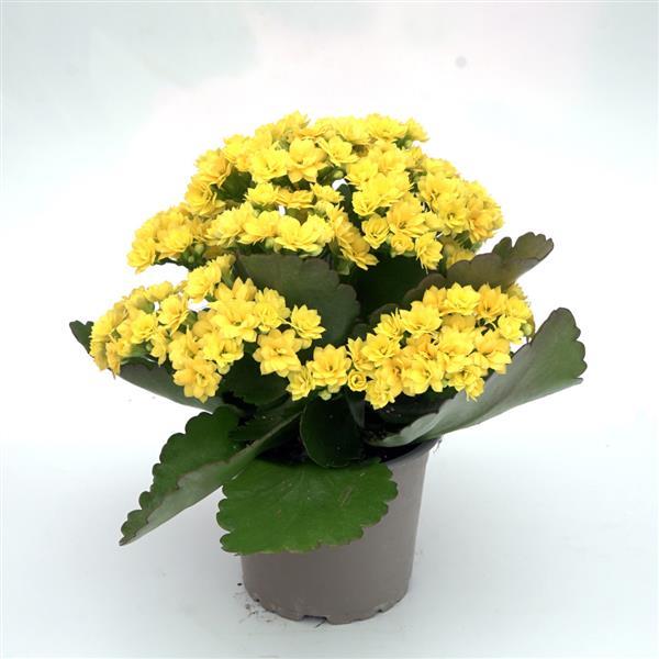 Mandala<sup>®</sup> Double Yellow Container