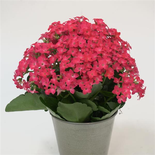 Mandala<sup>®</sup> Neon Pink Container