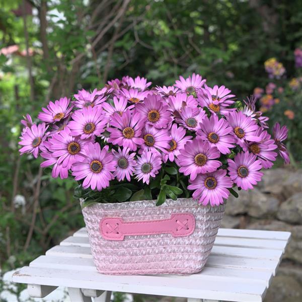 FlowerPower™ Compact Pink+Eye 27 Container