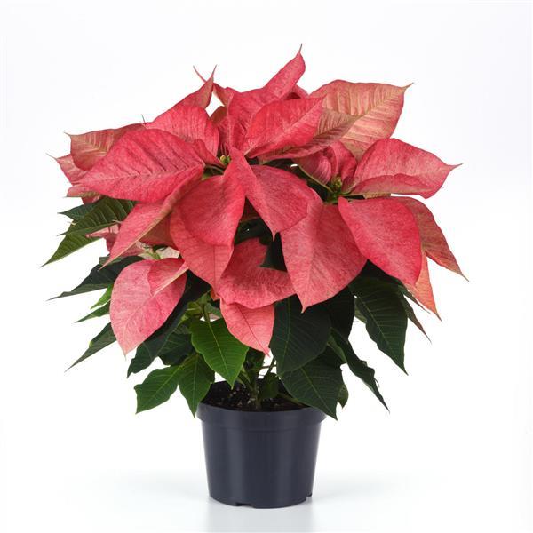 Christmas Aurora™ Queen Container