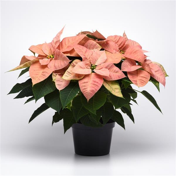Christmas Beauty™ Cinnamon Container