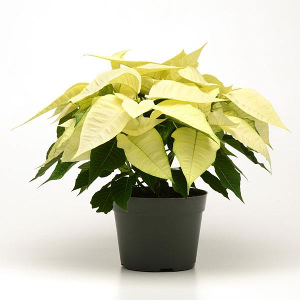 Christmas Joy™ White Container